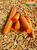 CAROTE ESSICCATE MATERIA PRIMA PER MANGIMI KG.1