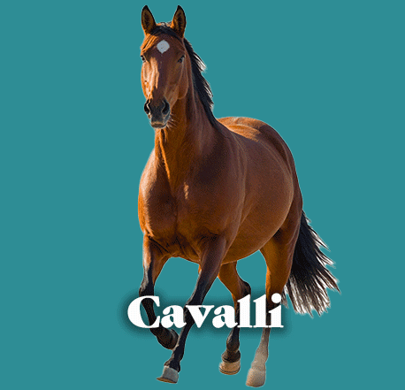 cavalli